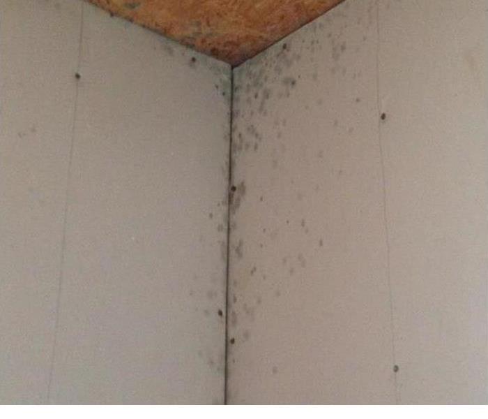 mold in corner